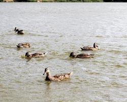 pequeños patos salvajes en el territorio de los lagos foto