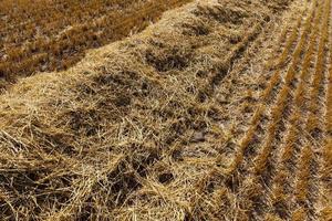 agricultural field with prickly straw from wheat photo