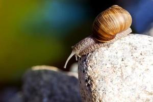grape snail crawling on its territory photo