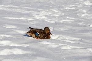 ducks live in the city near the river, in winter they are fed by people photo