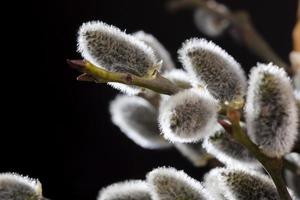 flowering willow branches cut for Easter celebration photo