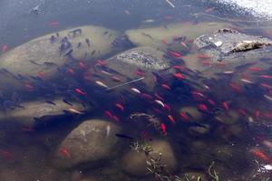 fish swimming in the part of the lake that is not frozen photo