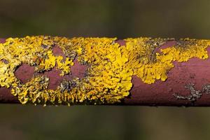 old dry lichen yellow on the surface photo