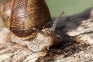 grape snail crawling on its territory photo