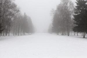 winter weather in the park or forest photo
