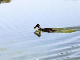 wild waterfowl ducks in nature photo