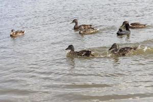 wild ducks in the natural environment photo