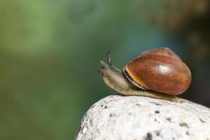 grape snail crawling on its territory photo