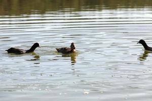 floating wild ducks photo