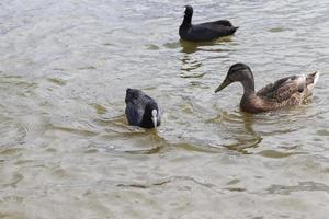 black coot in the spring season on the lake photo