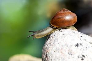 grape snail crawling on its territory photo