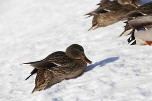 the cold season with frosts and snow, ducks sit in the snow photo