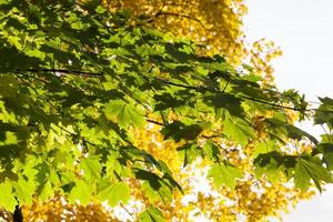 changing the color of maple in the autumn season photo