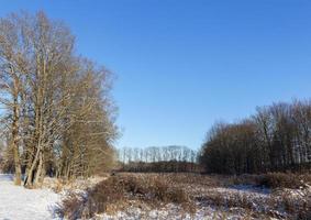 bosque de invierno, clima soleado foto