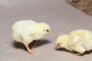 el pollo se cría para carne y otros productos foto