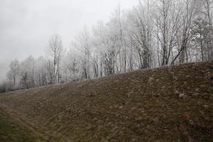 árboles de hoja caduca sin hojas en la temporada de invierno foto