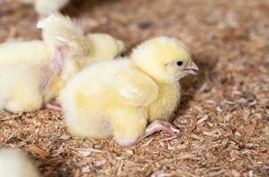 pollitos de pollo en una granja avícola, de cerca foto