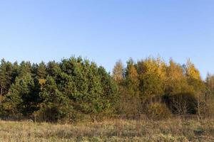 deciduous oak trees in the forest or in the Park photo