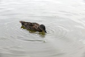 aves acuáticas salvajes en el territorio de los lagos foto