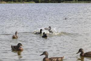 wild nature with waterfowl ducks photo