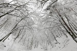 deciduous trees in winter, cold frosty winter weather photo