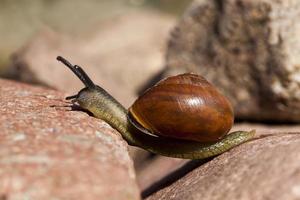 grape snail crawling on its territory photo