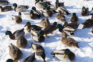 la estación fría con heladas y nieve, los patos se sientan en la nieve foto