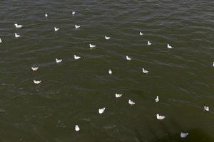 gaviotas en busca de comida en el mar báltico foto