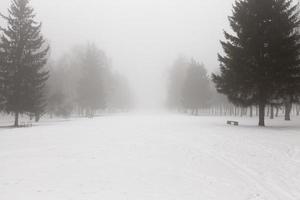 trees in winter in haze, winter fogs and trees and other plants photo