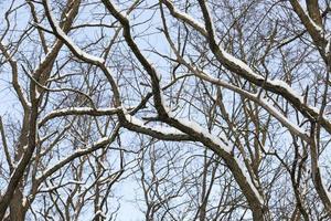 bare deciduous trees in the snow in winter photo