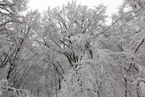 totalmente cubierto de árboles de hoja caduca de nieve en invierno foto