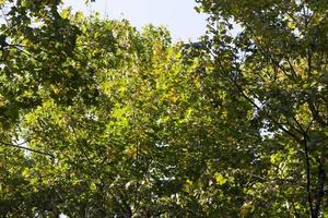 specifics of autumn nature on the example of trees and other plants photo