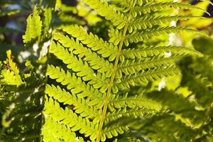 beautiful green fern growing on the territory of the forest photo