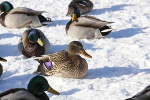 the cold season with frosts and snow, ducks sit in the snow photo