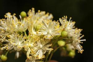 tilo floreciente de primavera, un primer plano de las flores foto