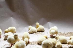 white meat chicken chicks at a poultry farm photo