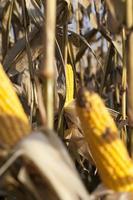 open corn cobs photo