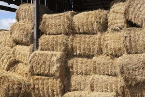 square stacks of straw photo