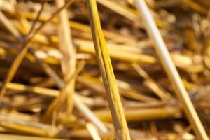 details of straw photo