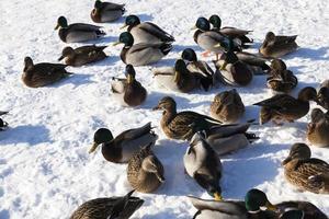 a large flock of ducks that stayed for the winter in Europe photo