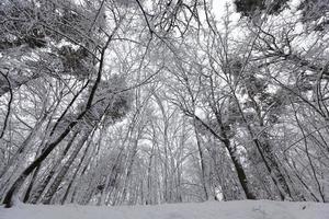 bare deciduous trees in the snow in winter photo