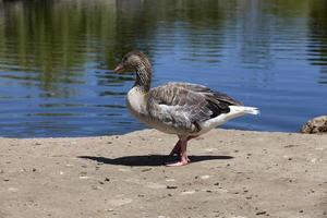 one goose, close up photo