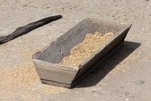 old wooden trough with grain photo