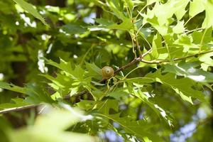 green oak foliage photo