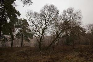 late autumn, forest photo