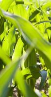 plantas de maíz verde foto