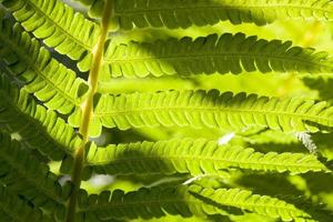 planta de helecho joven foto