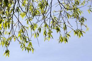 árbol de primavera, primer plano foto