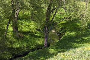 small river, close up photo