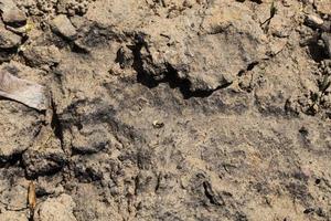 insect dirt, close up photo